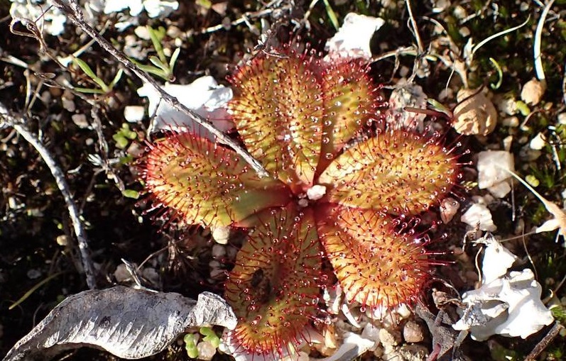 Drosera Species, Sundew Drosera rosulata