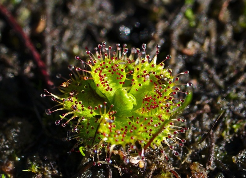 Drosera Species, Sundew ,Drosera ramellosa