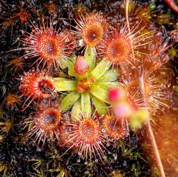 Drosera Species, Sundew Drosera pulchella