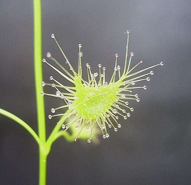 Sundew Drosera peltata var. foliosa