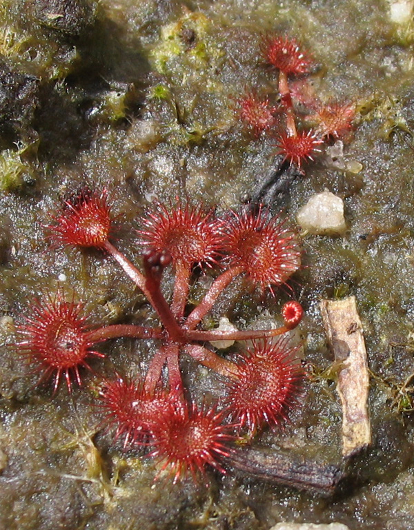Sundew Drosera peltata var. gracilis