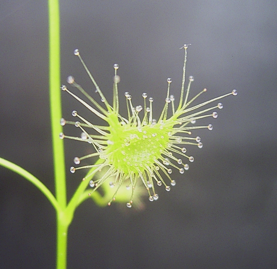 Sundew Drosera peltata var. nipponica