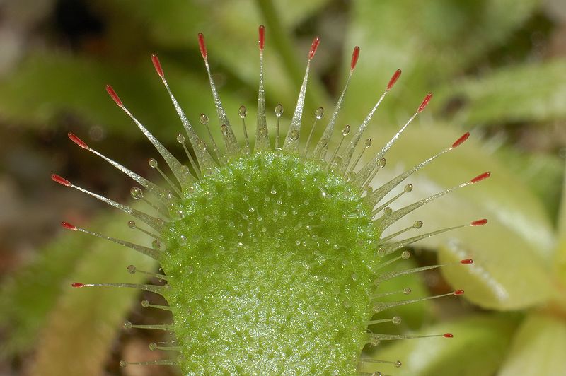 Sundew Drosera pauciflora