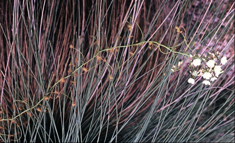 Drosera Species, Pale Rainbow, Pale Sundew