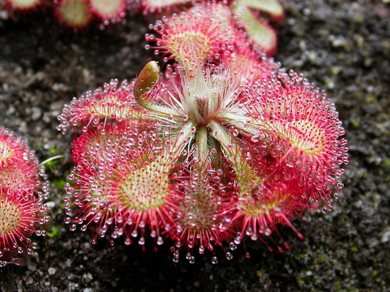 Drosera Species, Sundew Drosera paleacea