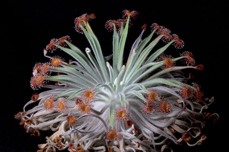 Sundew Drosera ordensis