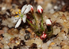 Drosera Species, Sundew 'Drosera orbiculata'