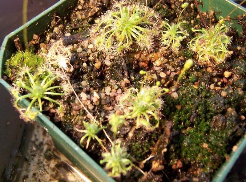 Drosera Species, Sundew Drosera occidentalis