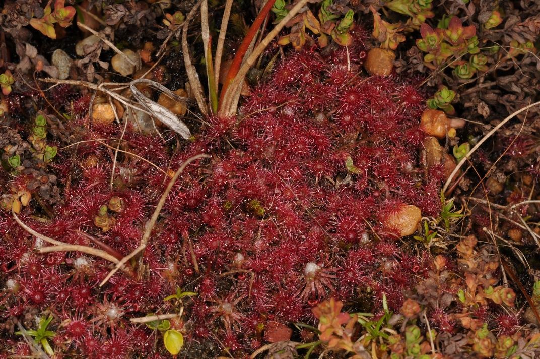 Sundew Drosera occidentalis subsp. Australis