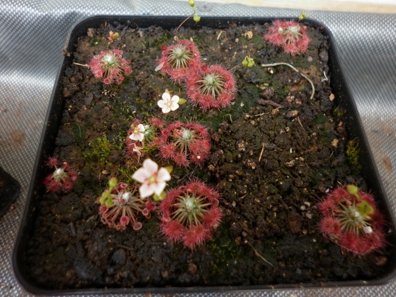 Sundew Drosera occidentalis var. microscapa