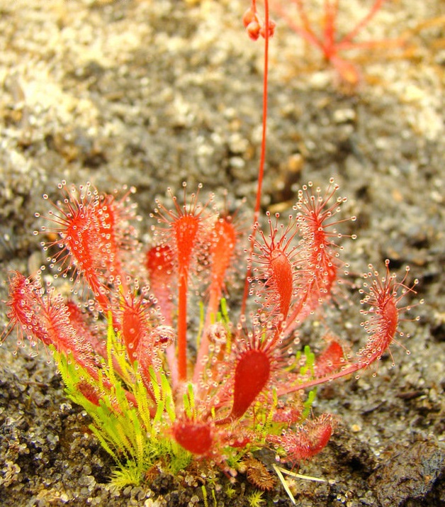 Sundew Drosera oblanceolata