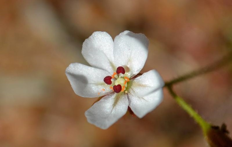Drosera Species, Sundew Drosera nitidula