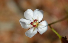 Drosera Species, Sundew 'Drosera nitidula'