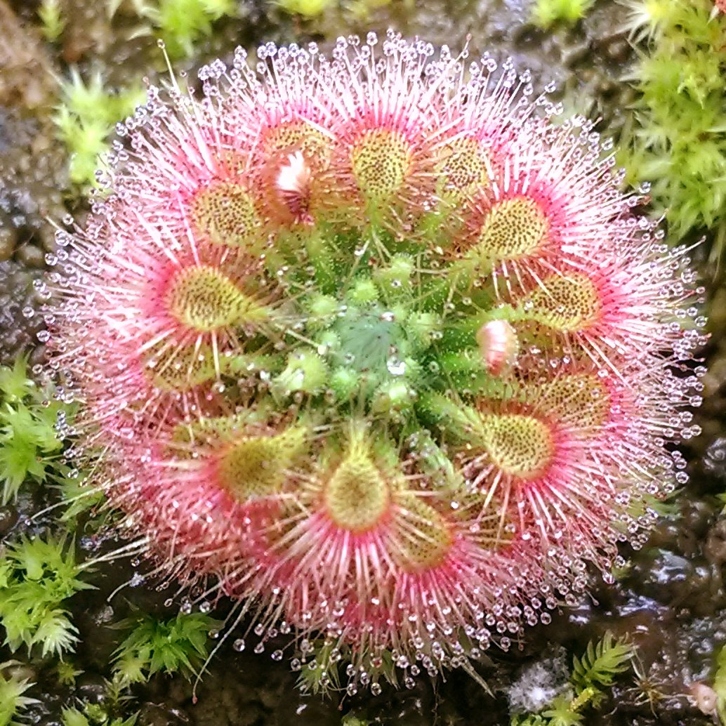 Sundew Drosera nitidula subsp. Allantostigma