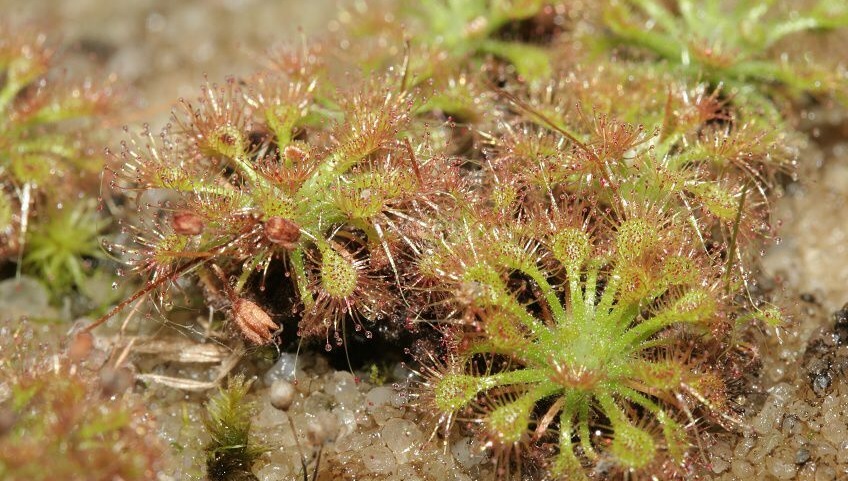 Sundew Drosera nitidula subsp. Leucostigma