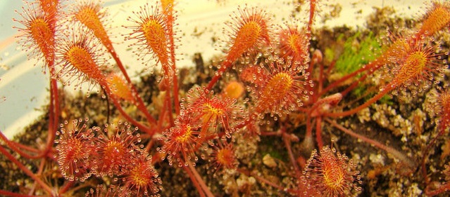 Sundew Drosera nidiformis