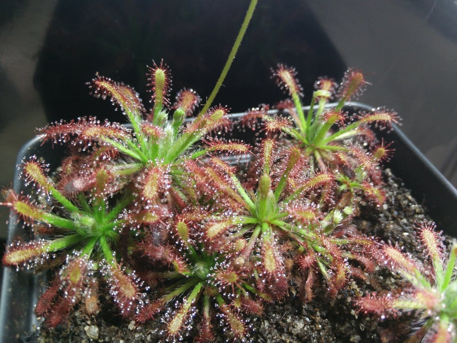 Sundew Drosera neocaledonica