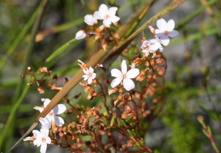 Drosera Species, Sundew Drosera myriantha