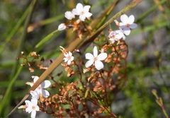 Drosera Species, Sundew 'Drosera myriantha'
