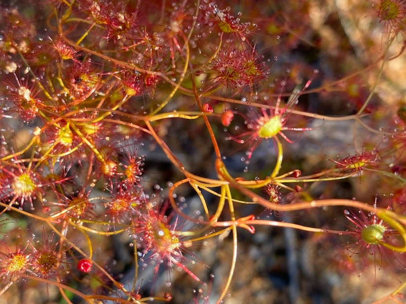 Sundew Drosera moorei