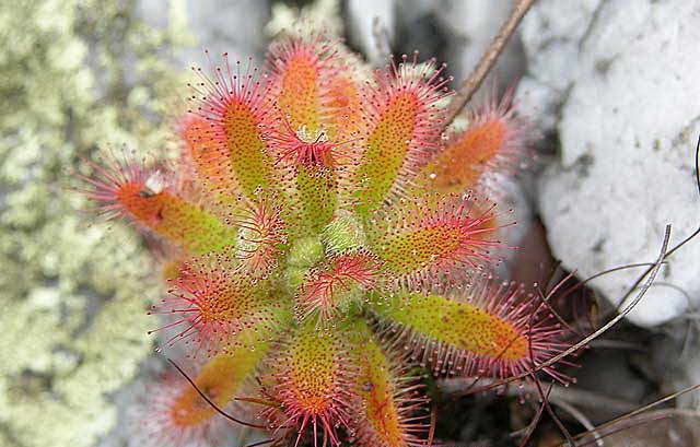 Sundew Drosera montana var. schwackei