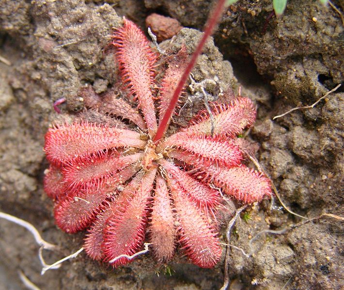 Sundew Drosera montana var. tomentosa