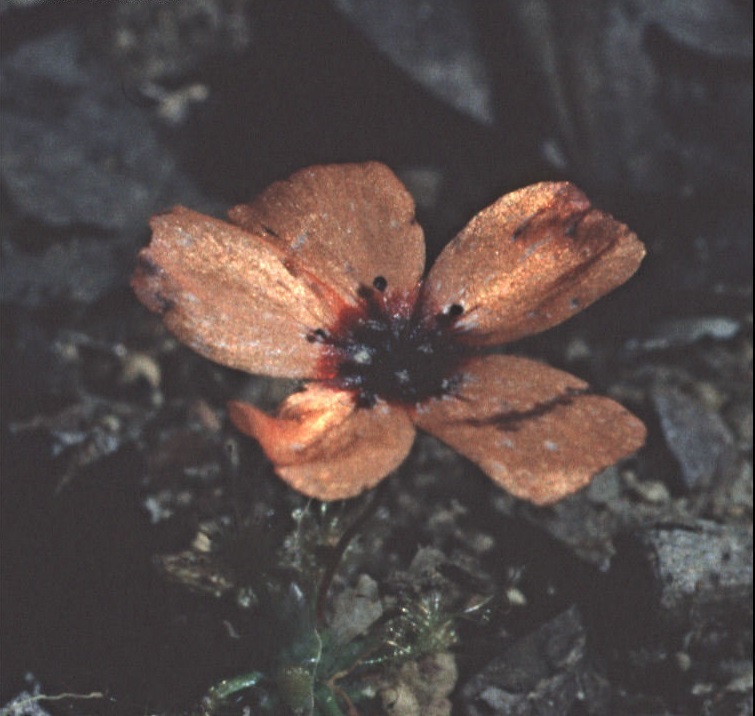 Drosera Species, Orange Sundew, Sundew