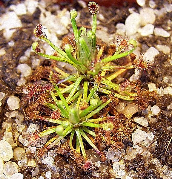 Sundew Drosera meristocaulis