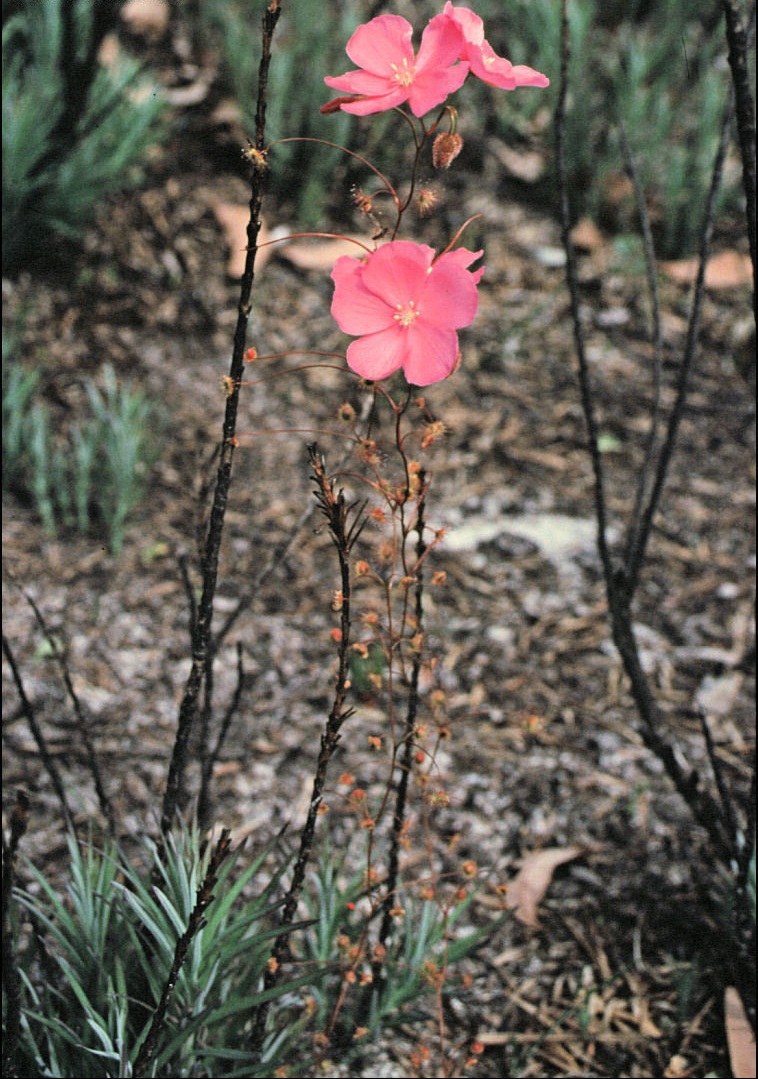 Drosera Species, Menzies Sundew, Pink Rainbow