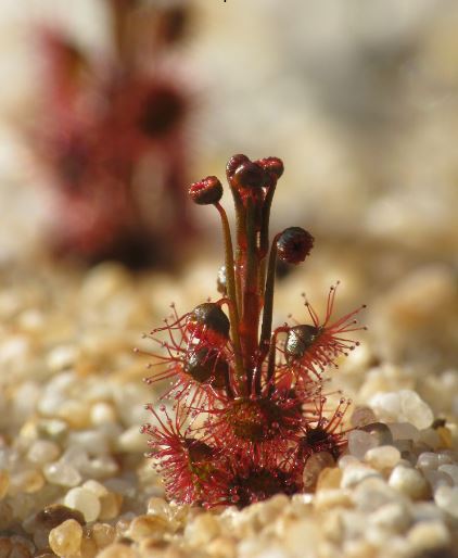 Sundew Drosera menziesii subsp. Basifolia