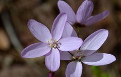 Drosera Species, Sundew 'Drosera marchantii'