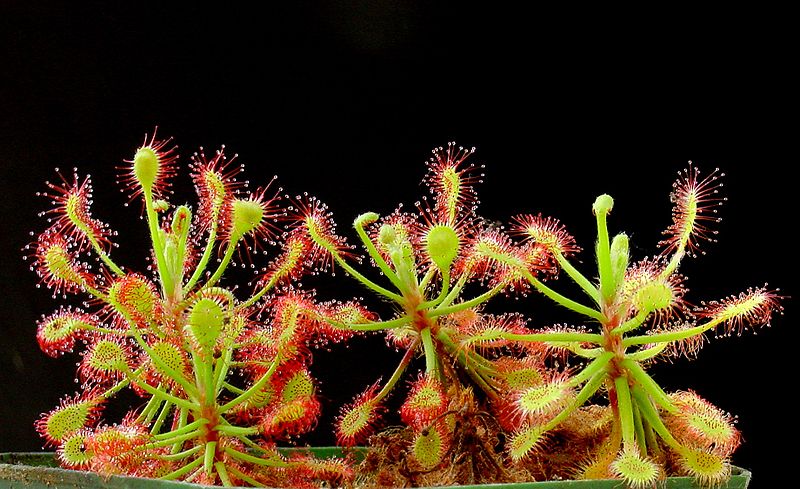 Drosera Species, Sundew Drosera madagascariensis
