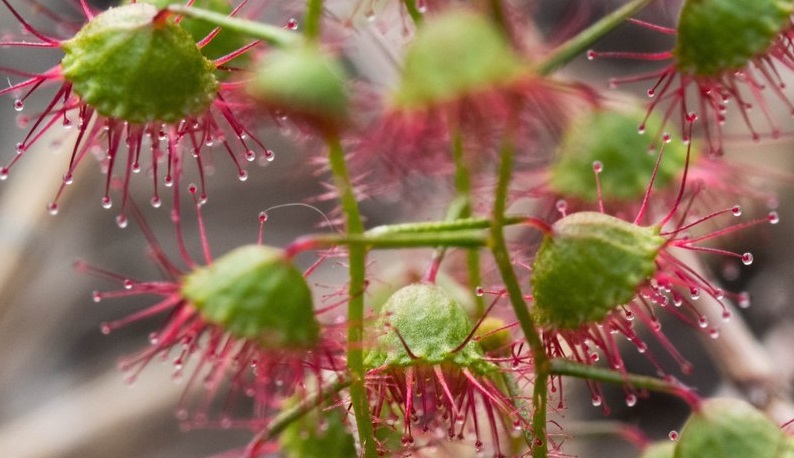 Drosera Species, Climbing Sundew