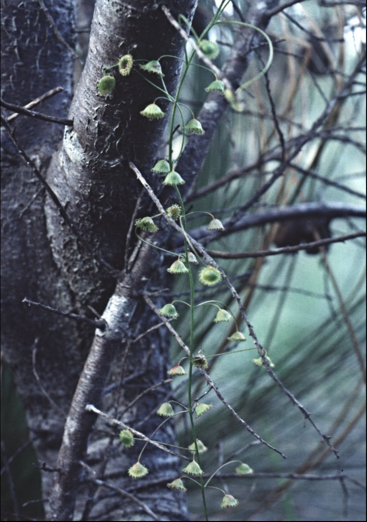 Climbing Sundew