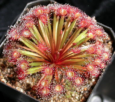 Sundew Drosera lowriei