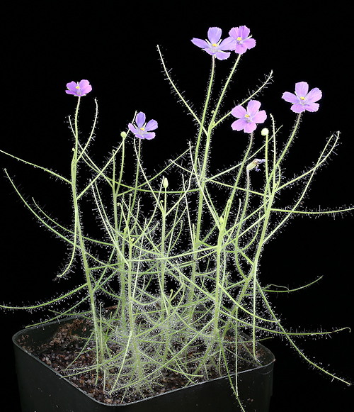 Sundew Drosera liniflora