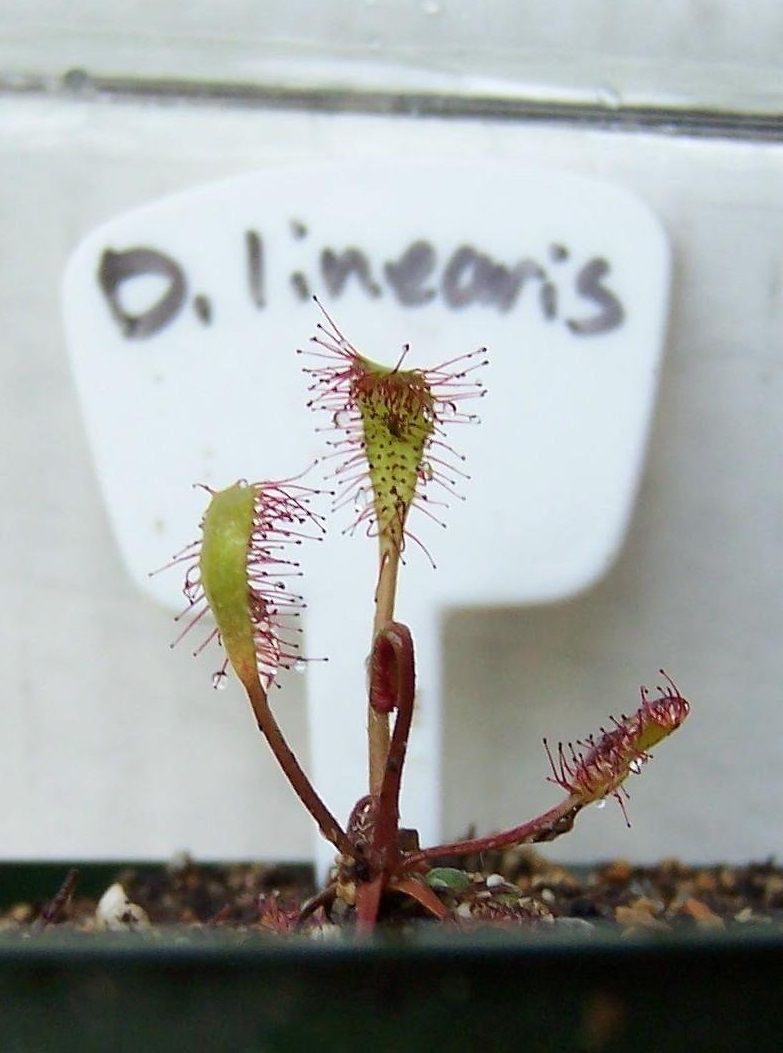 Drosera Species, Sundew Drosera linearis