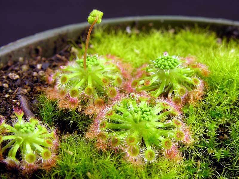 Drosera Species, Sundew Drosera leucoblasta