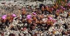 Drosera Species, Sundew 'Drosera lasiantha'