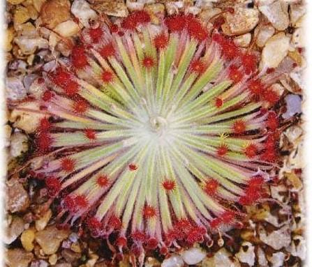 Sundew Drosera lanata