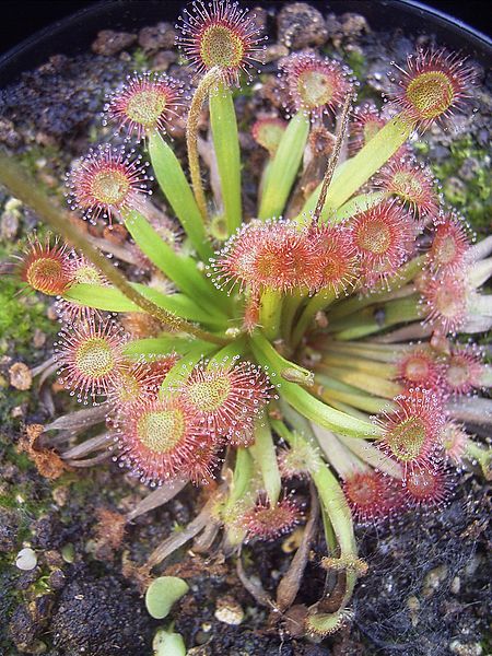 Sundew Drosera kenneallyi