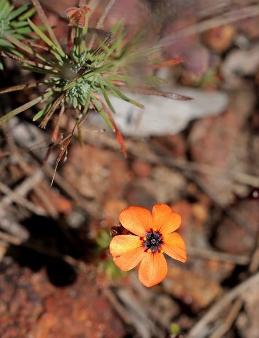 Drosera Species, Sundew Drosera hyperostigma