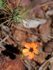 Drosera Species, Sundew 'Drosera hyperostigma'