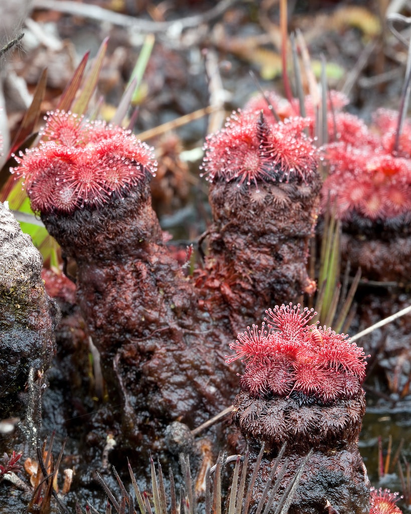 Sundew Drosera hirticalyx