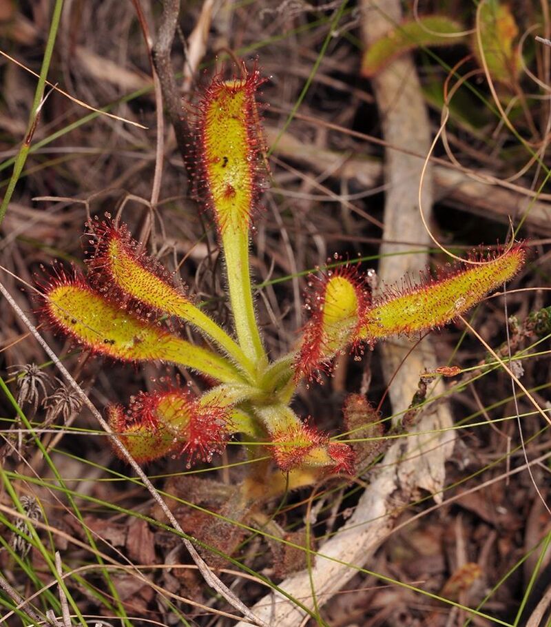 Drosera Species, Sundew Drosera hilaris