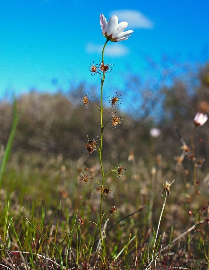 Drosera Species, Sundew Drosera heterophylla