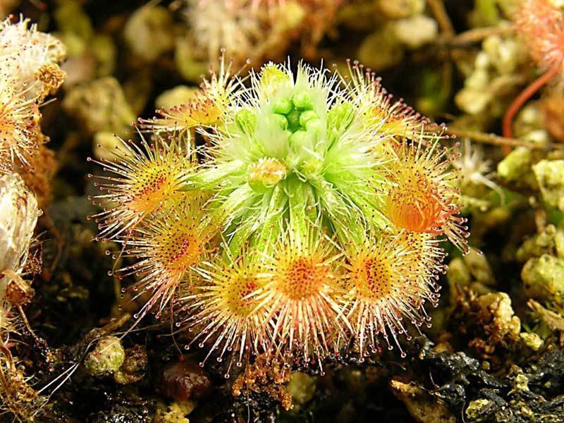 Drosera Species, Sundew Drosera helodes