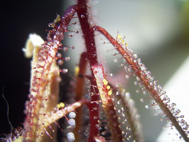 Sundew Drosera hartmeyerorum