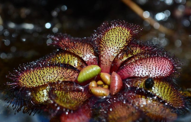 Drosera Species, Sundew Drosera hamiltonii
