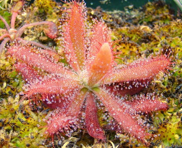 Sundew Drosera graomogolensis